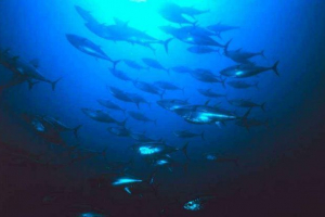 Svjetski dan tuna - 2. Svibnja Svjetski dan tuna - 2. Svibnja